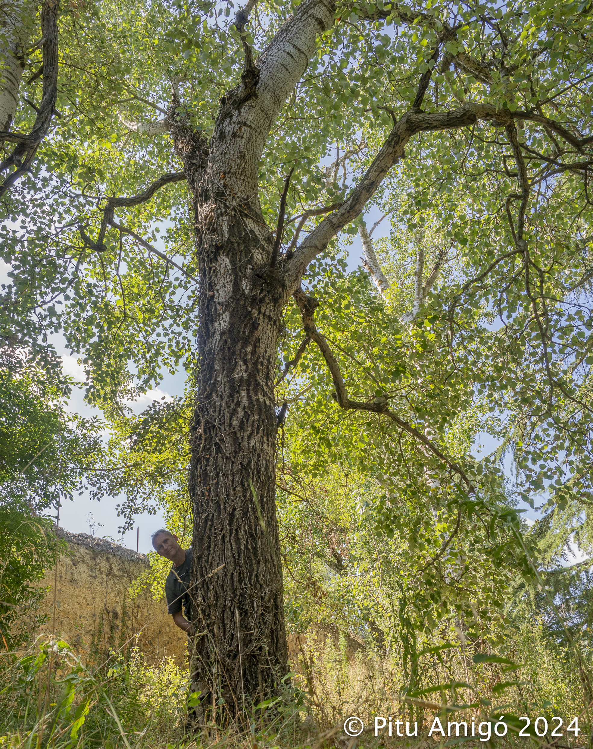 Àlber de la Font dels Màrtirs (Populus alba). Poblet. Arbres Singulars