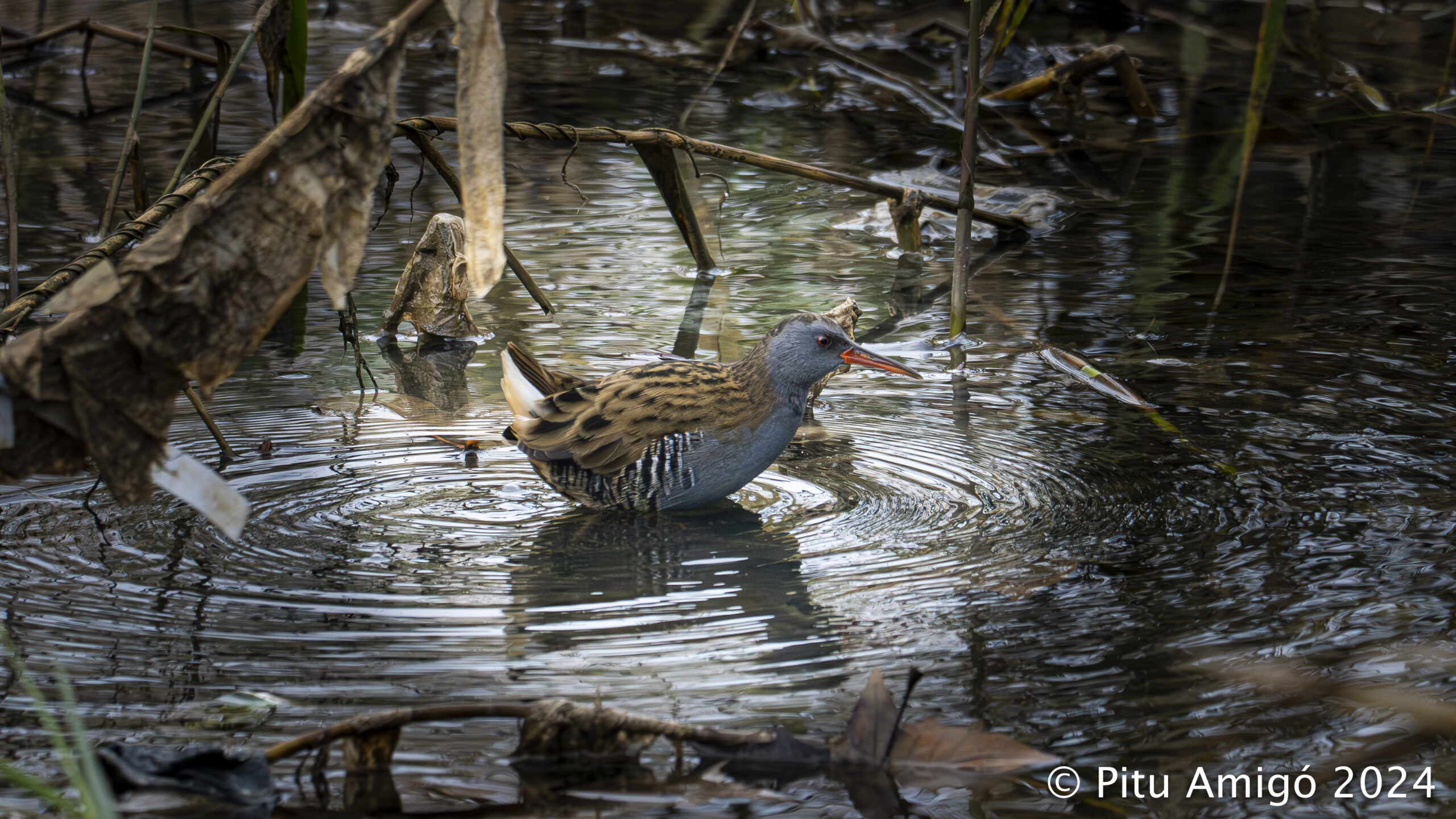 Rascló (Rallus aquaticus). Natura Singular.