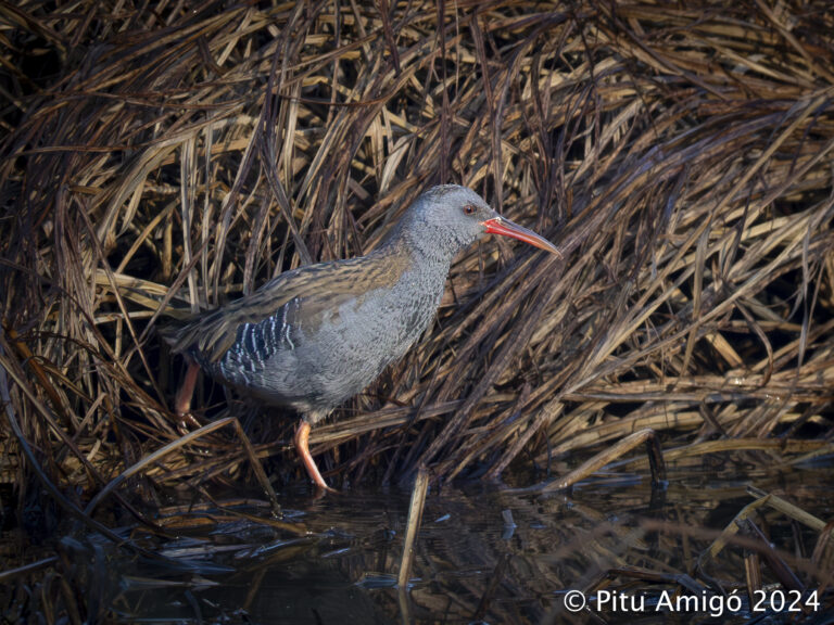 Rascló (Rallus aquaticus). Natura Singular.