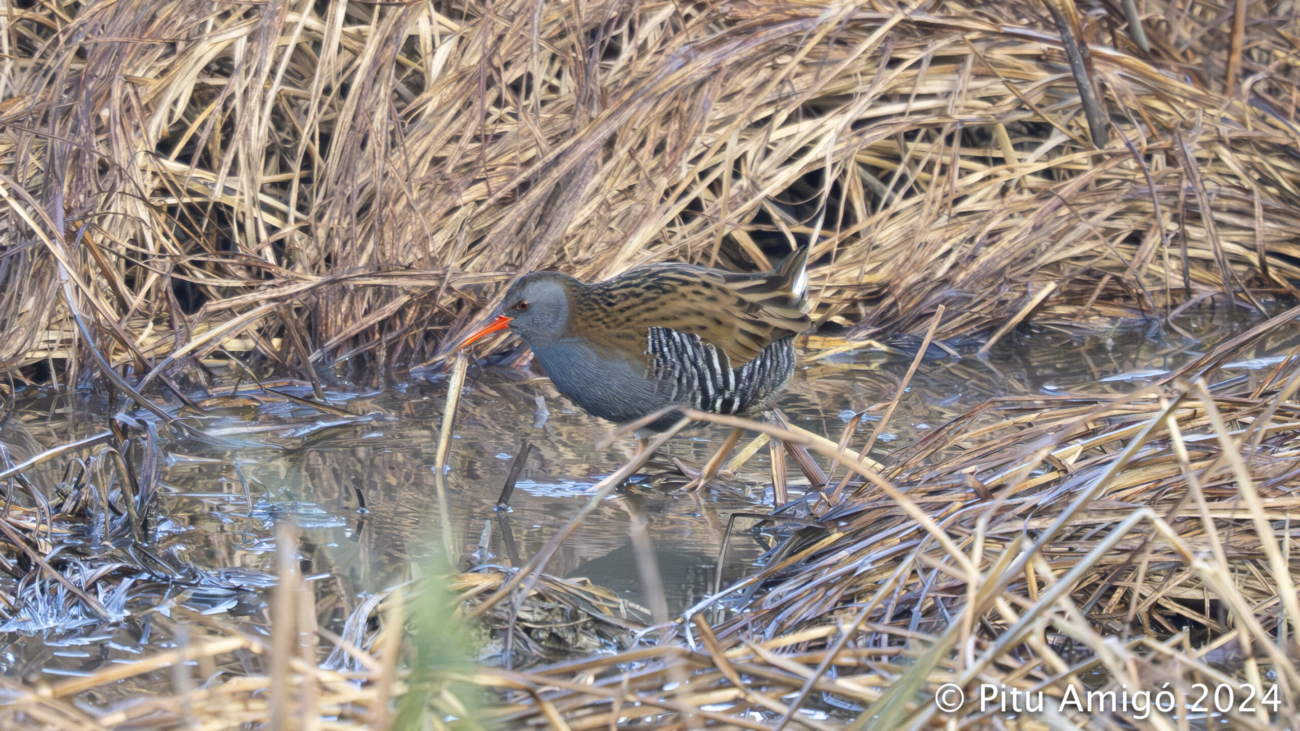 Rascló (Rallus aquaticus). Natura Singular.