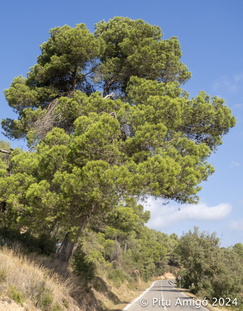 Pi tort de la carretera de Senan (Pinus halepensis), l'Espluga de Francolí. Arbres Singulars amb Eva Rodellas.
