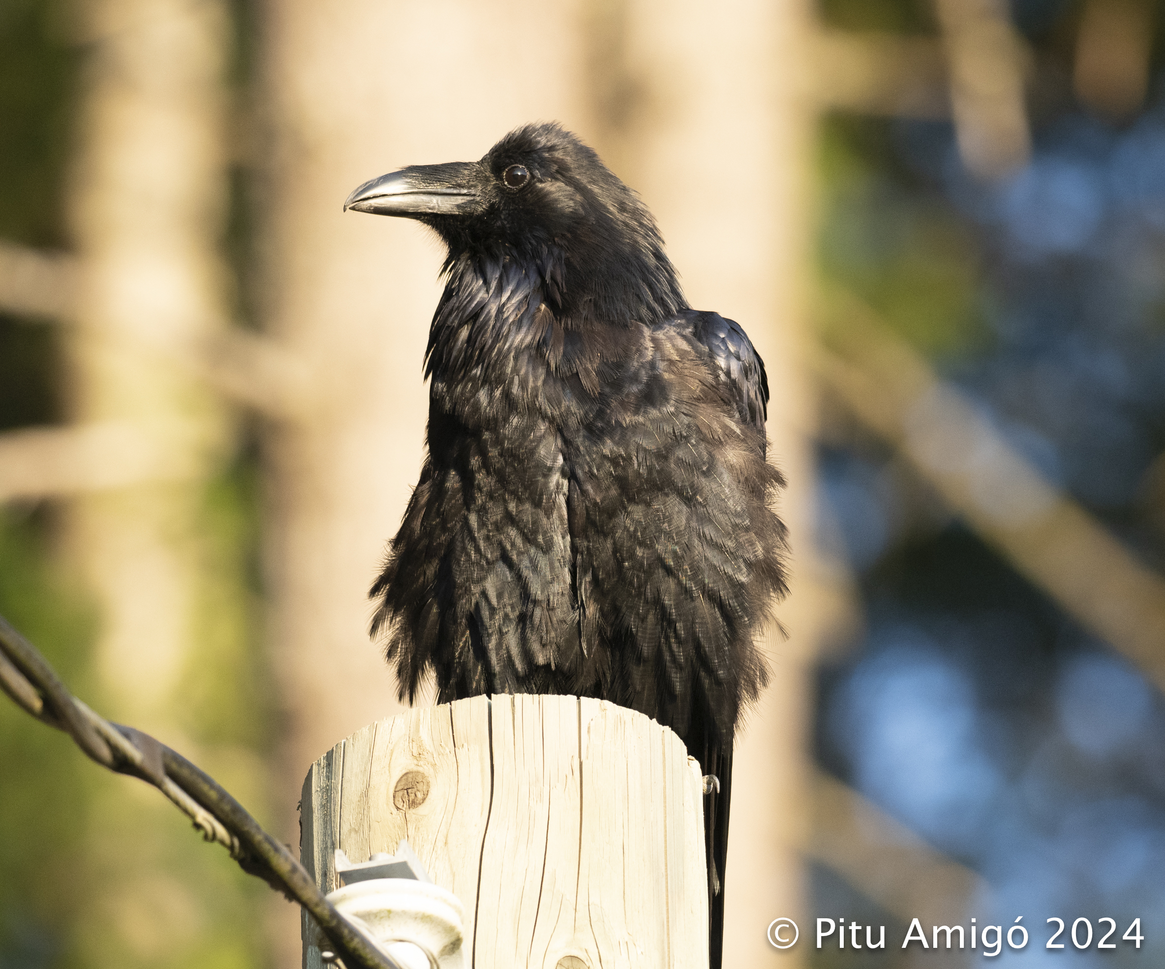 Corb (Corvus corax). Natura Singular