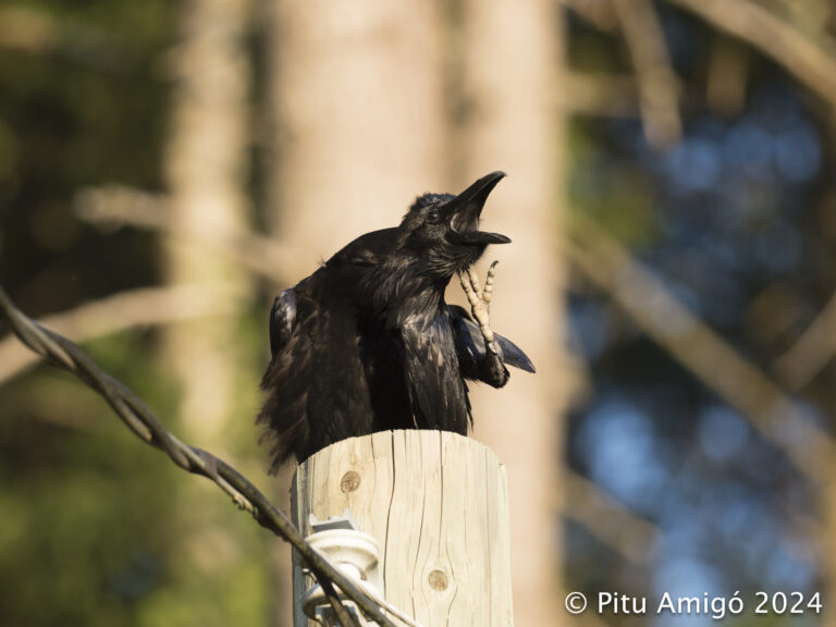 Corb (Corvus corax). Natura Singular