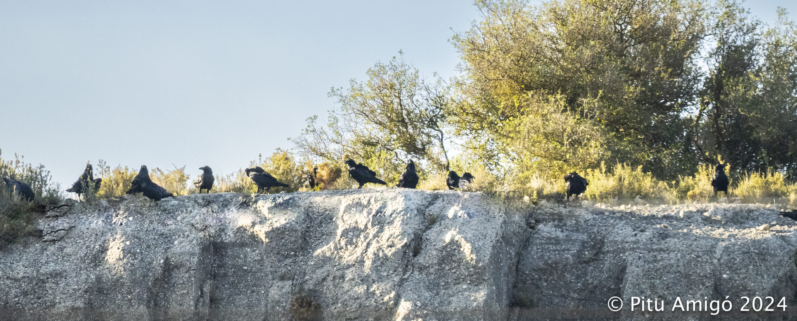 Corbera a l'Espluga de Francolí el Setembre del 2023. Natura Singular