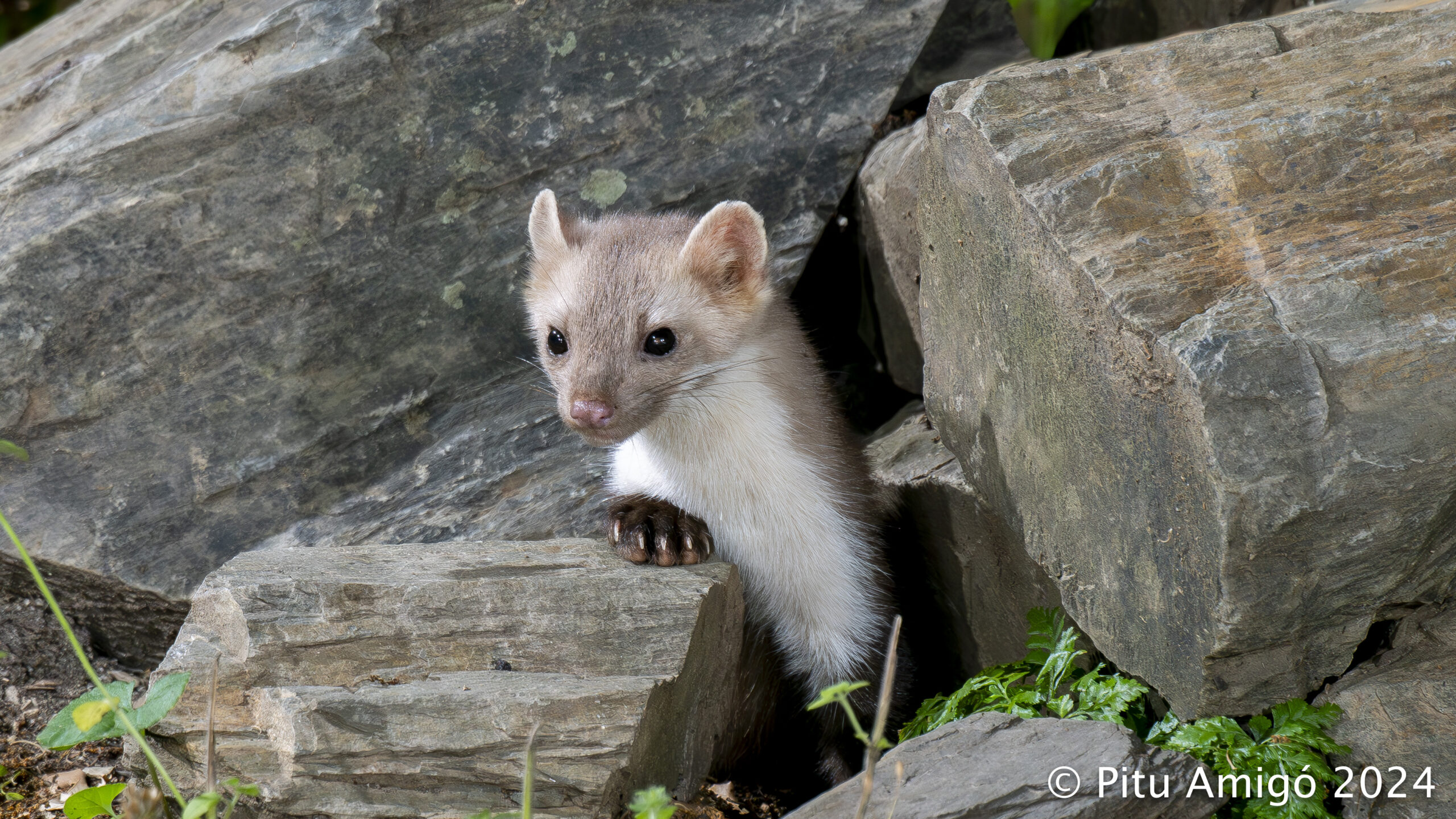 Fagina (Martes foina). Natura Singular