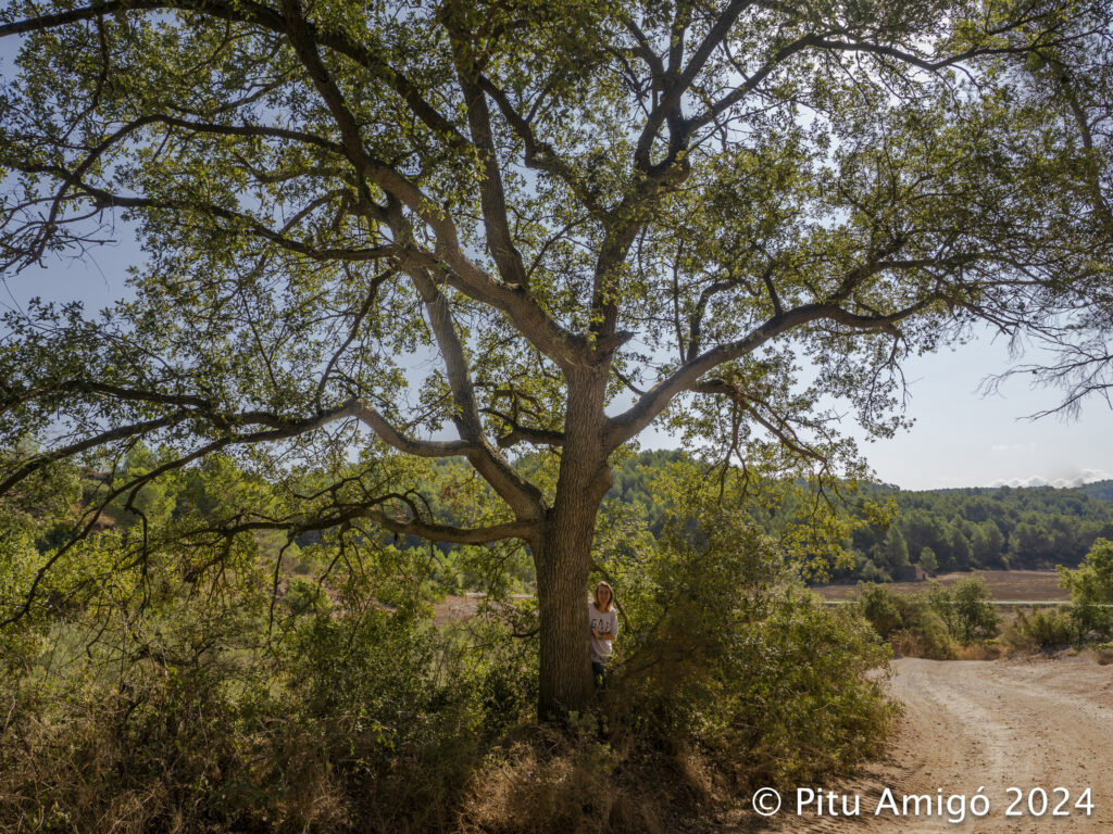Reboll del mas de MIquel Esteve (Quercus faginea). L'Espluga de Francolí (Conca de Barberà). Arbres Singulars amb Eva Rodellas