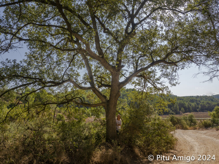 Reboll del mas de MIquel Esteve (Quercus faginea). L'Espluga de Francolí (Conca de Barberà). Arbres Singulars amb Eva Rodellas