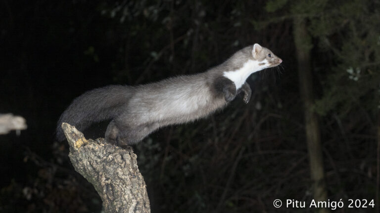 Fagina (Martes foina). Natura Singular