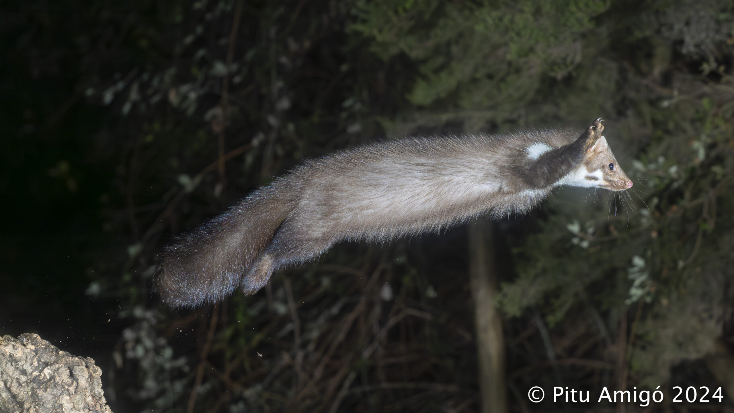 Fagina (Martes foina). Natura Singular