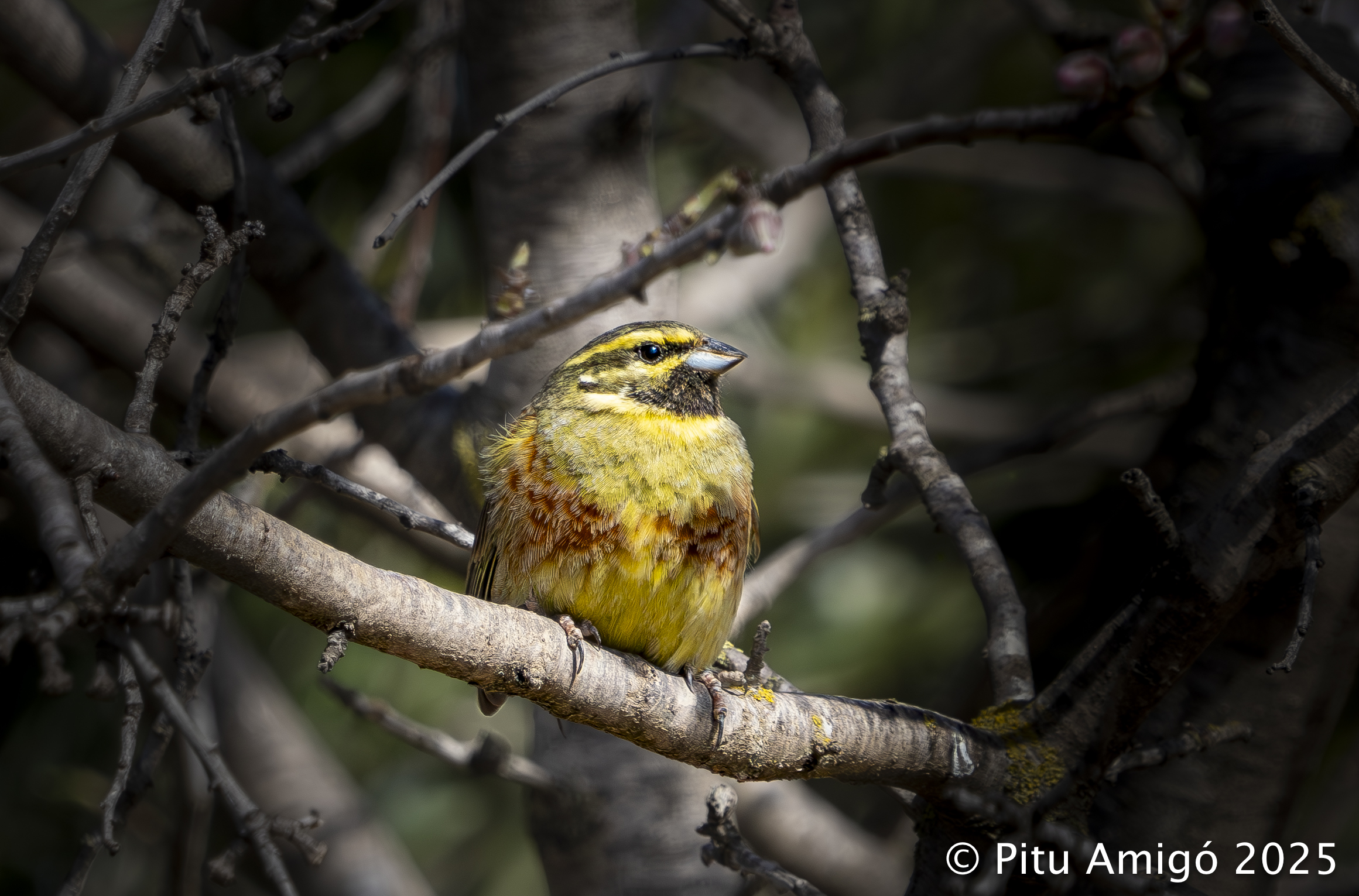 Gratapalles (Emberiza sirlus). Natura Singular.