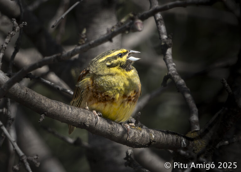 Gratapalles (Emberiza sirlus). Natura Singular.