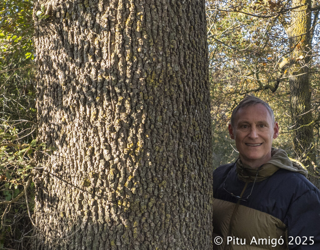 Reboll de la carretera de les Masies (Quercus faginea), l'Espluga de Francolí. Arbres Singulars