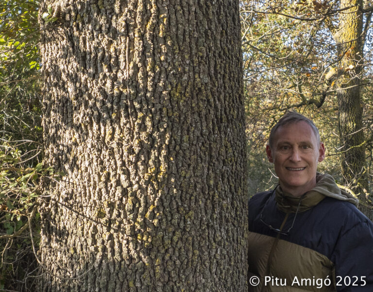 Reboll de la carretera de les Masies (Quercus faginea), l'Espluga de Francolí. Arbres Singulars