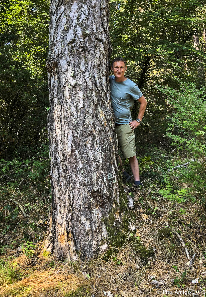 Pi de la Cruïlla, vall de Castellfollit, PNIN Poblet, Vimbodí. Arbres Singulars