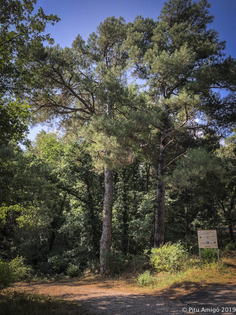 Pi de la Cruïlla, vall de Castellfollit, PNIN Poblet, Vimbodí. Arbres Singulars