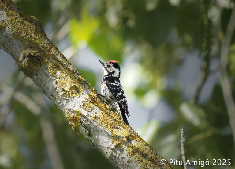 Picot garser petit (Dendrocopos minor). Natura singular.