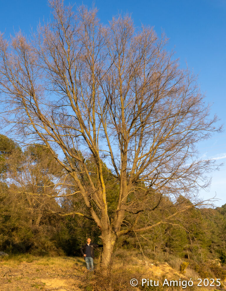 Reboll de la Coma Estreta (Quercus faginea). L'Espluga de Francolí, Conca de Barberà. Arbres Singulars.