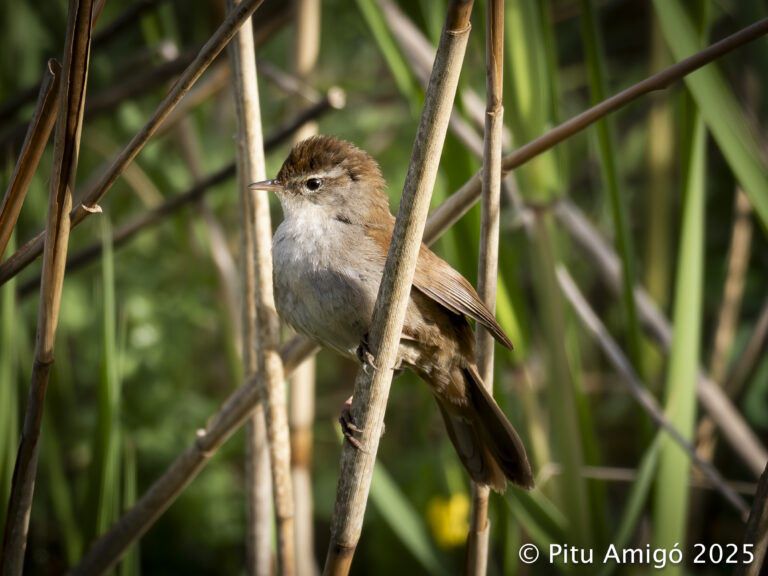 Rossinyol bord (Cettia cetti). Natura Singular.