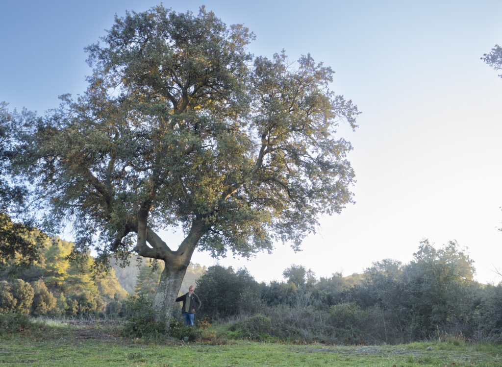 Alzina del Barranc de les Fargues (Quercus ilex). PNIN Poblet, Vimbodí. Arbres Singulars