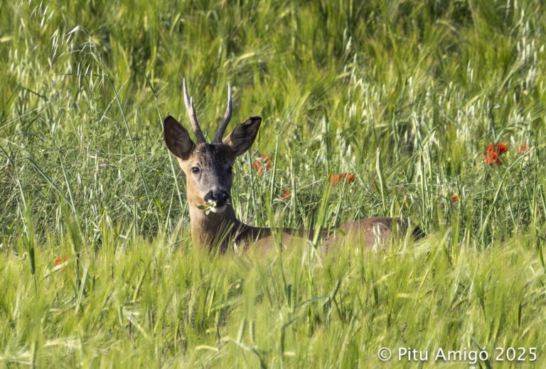 Cabirol (Capreolus capreolus). Natura Singular