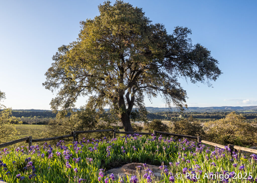 Alzina del Pou de Gel (Quercus ilex). PNIN Poblet, Vimbodí. Arbres Singulars