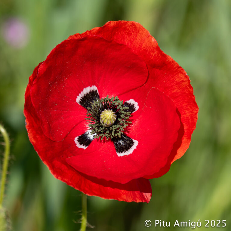 Roella (Papaver rhoeas). Natura Singular