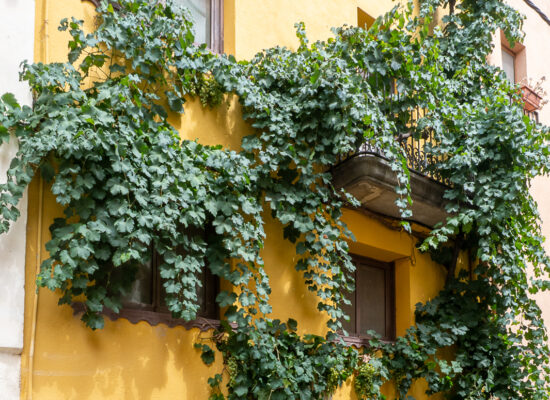 Carrer de les parres 22, l'Espluga de Francolí. Arbres Singulars