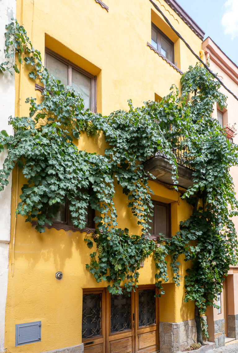 Carrer de les parres 22, l'Espluga de Francolí. Arbres Singulars