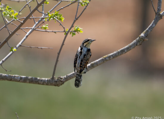 Colltort (Jynx torquilla). Natura Singular