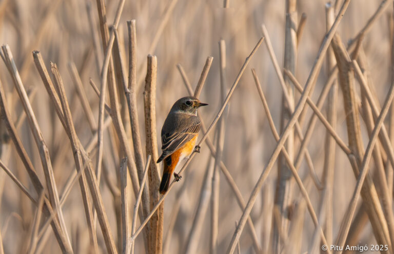 Cotxa cua-roja (Phoenicurus phoenicurus). Natura Singular