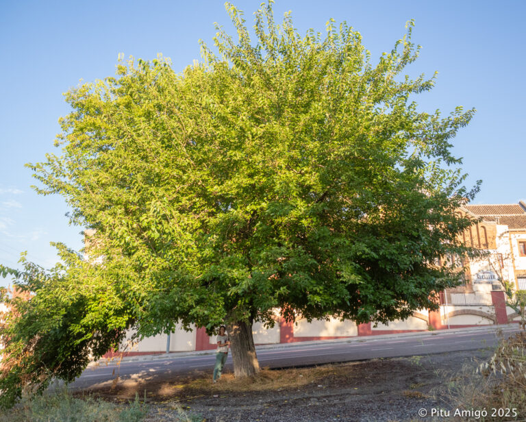 Morera del Celler (Morus nigra). L'Espluga de Francolí. Arbres Singulars amb Eva Rodellas.