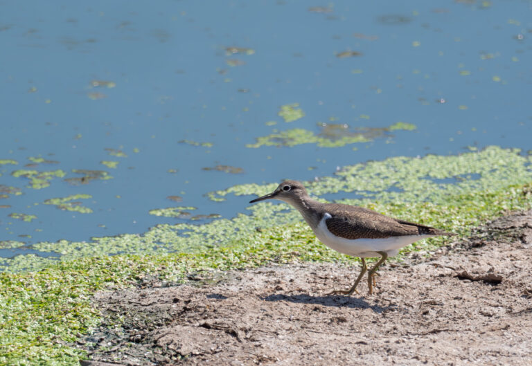 Xivitona (Actitis hypoleucos). Natura singular.