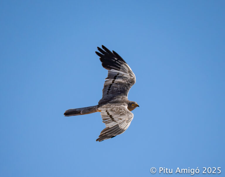 Esparver cendròs (Circus pygargus). Natura Singular