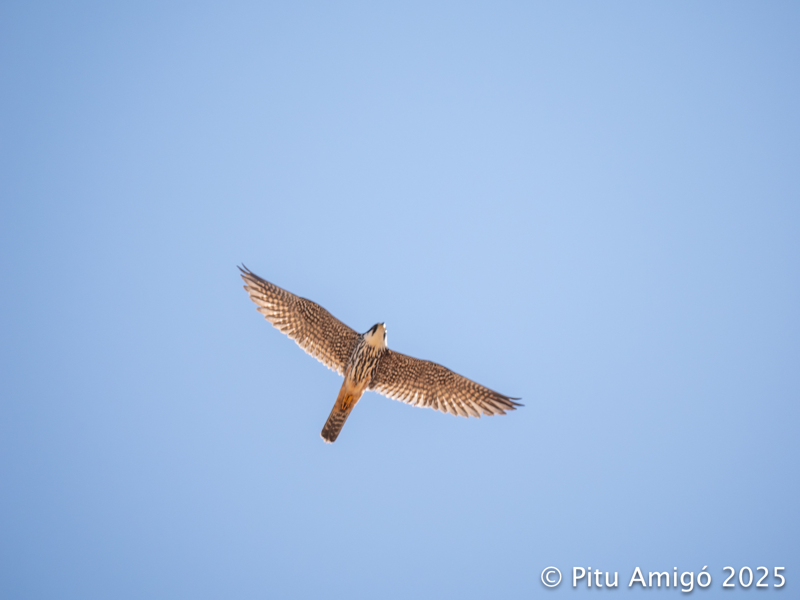 Falcó mostatxut (Falco subbuteo). Natura Singular.