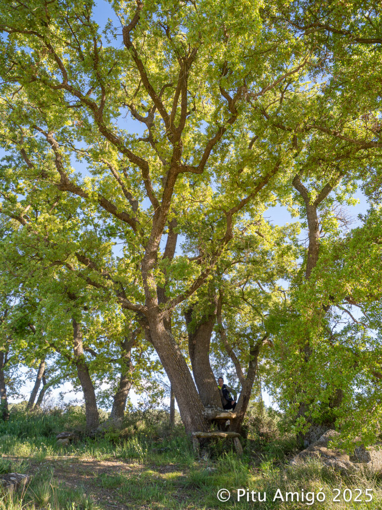 Els roures del Joan del Xec (Quercus faginea). l'Espluga de Francolí. Arbres Singulars
