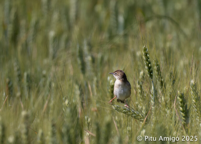 Trist (Cisticola juncidis). Natura Singular.