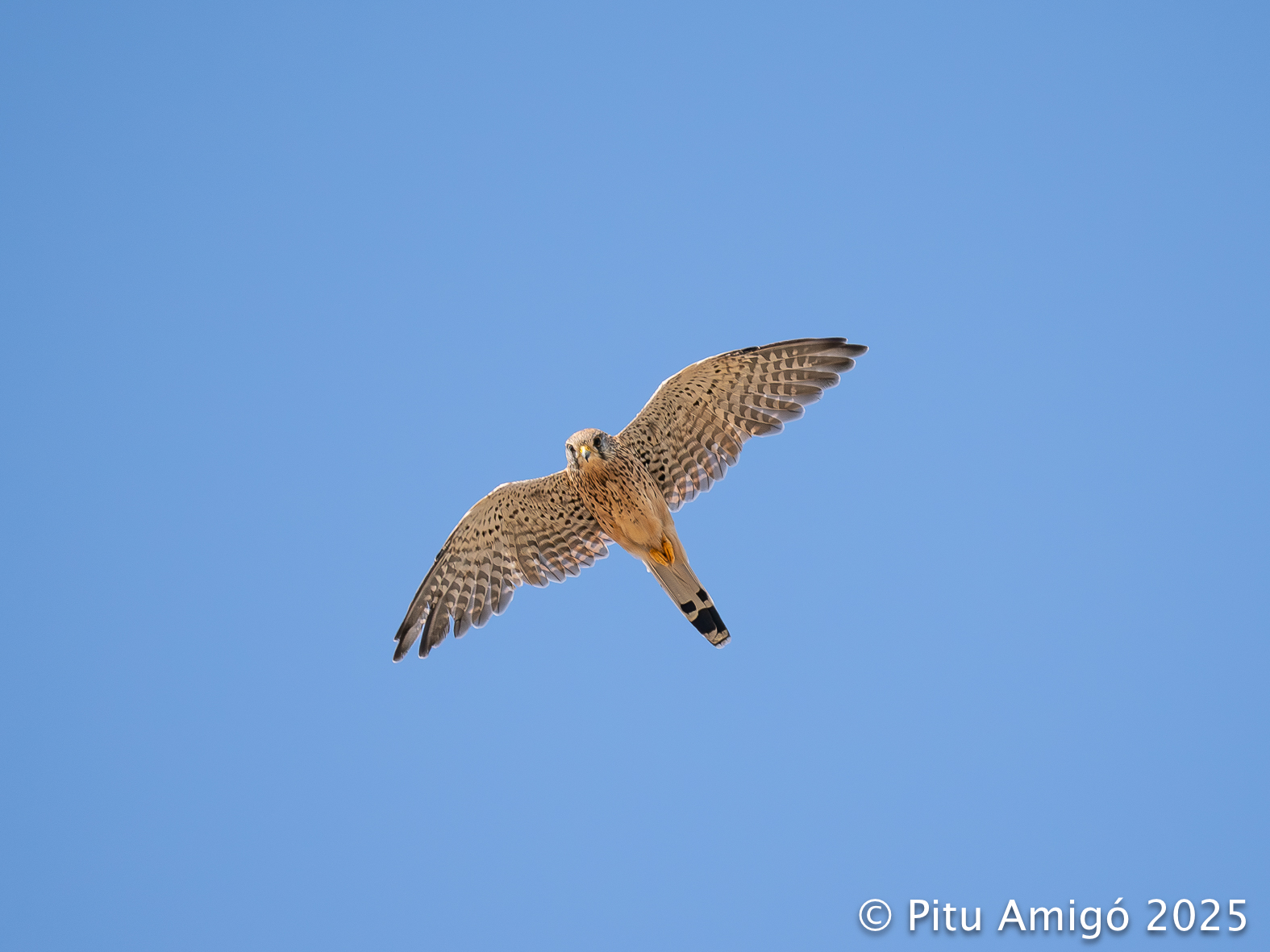Xoriguer (Falco tinnunculus). Natura Singular.