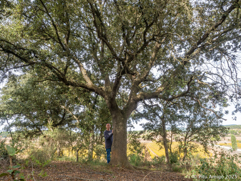 Alzina de Milmanda (Quercus ilex), Vimbodí. Arbres Singulars