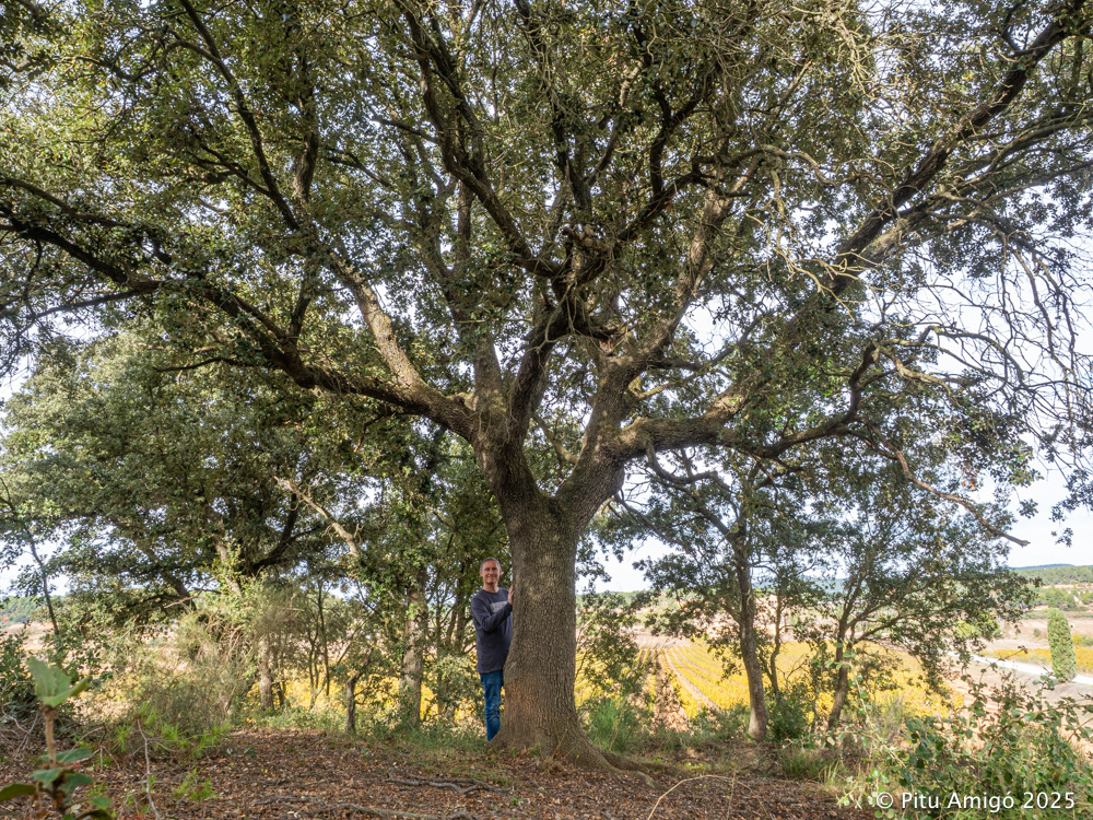 Alzina de Milmanda (Quercus ilex), Vimbodí. Arbres Singulars