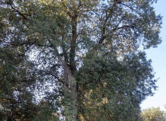 Alzina gran de la font de Nerola (Quercus ilex). PNIN Poblet, Vimbodí. Arbres Singulars