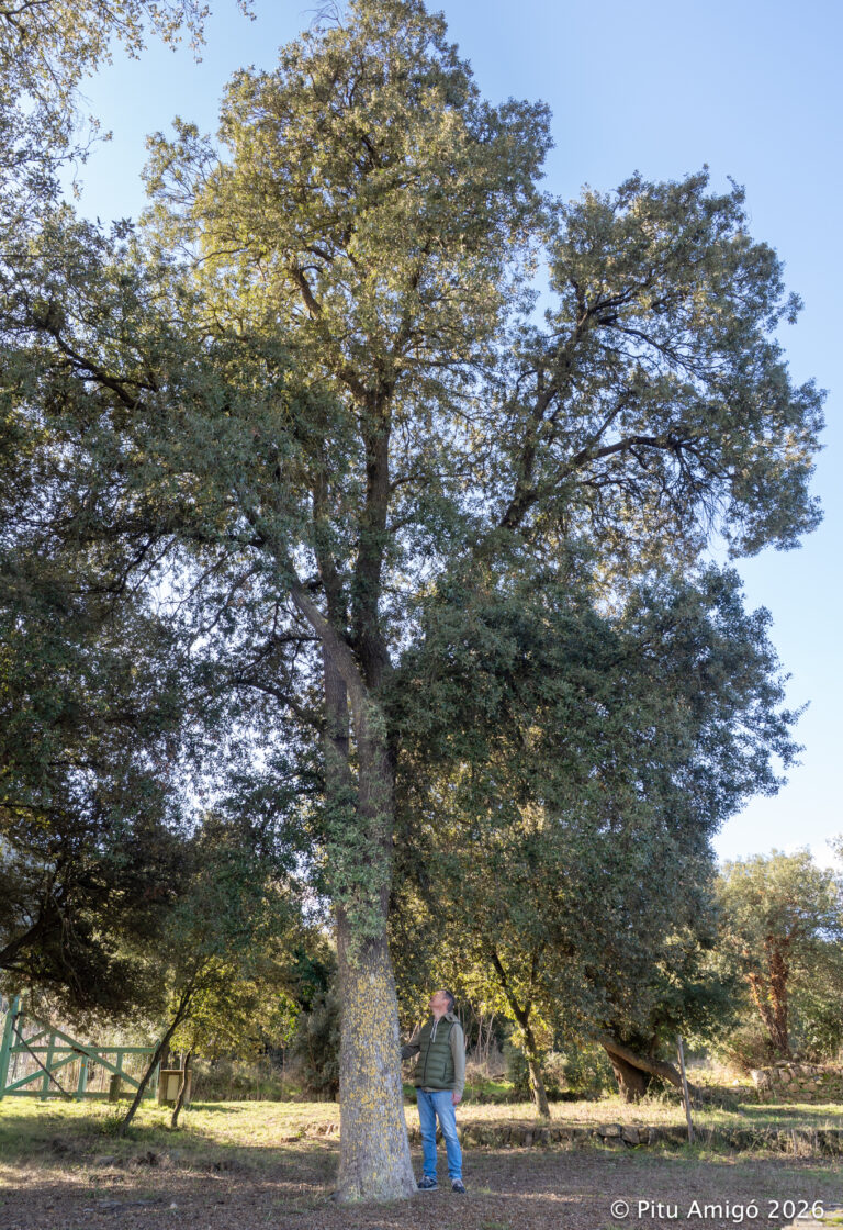 Alzina gran de la font de Nerola (Quercus ilex). PNIN Poblet, Vimbodí. Arbres Singulars