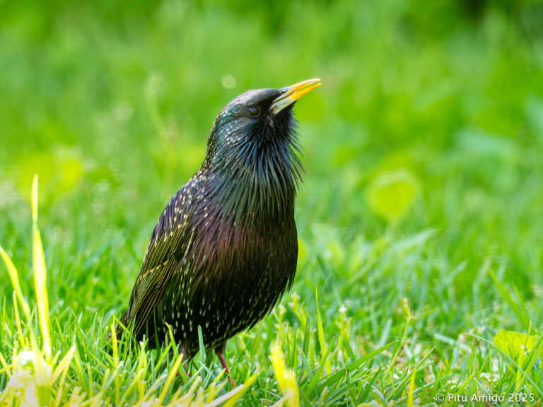 Estornell (Sturnus vulgaris). Natura SIngular
