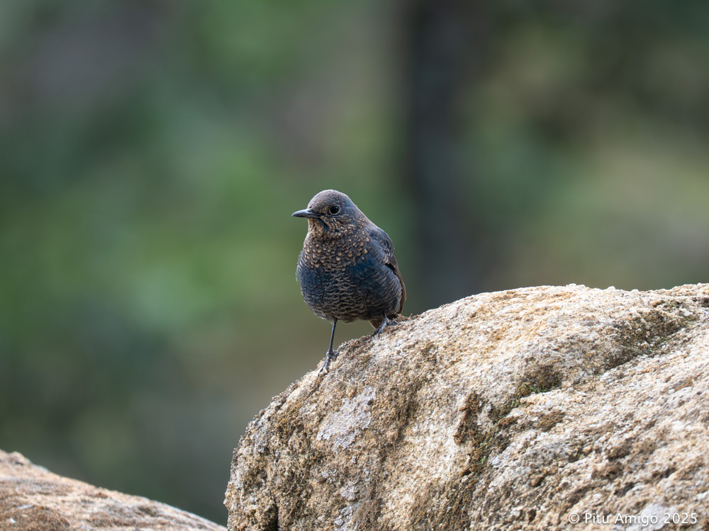 Merla blava (Monticola solitarius). Natura Singular
