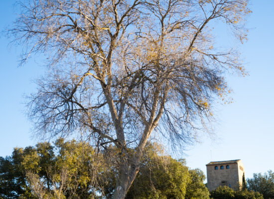 Om del Castell (Ulmus pumila), Vimbodí. Arbres Singulars