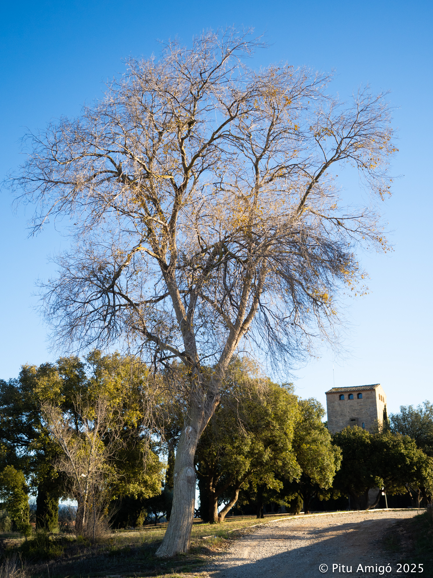 Om del Castell (Ulmus pumila), Vimbodí. Arbres Singulars