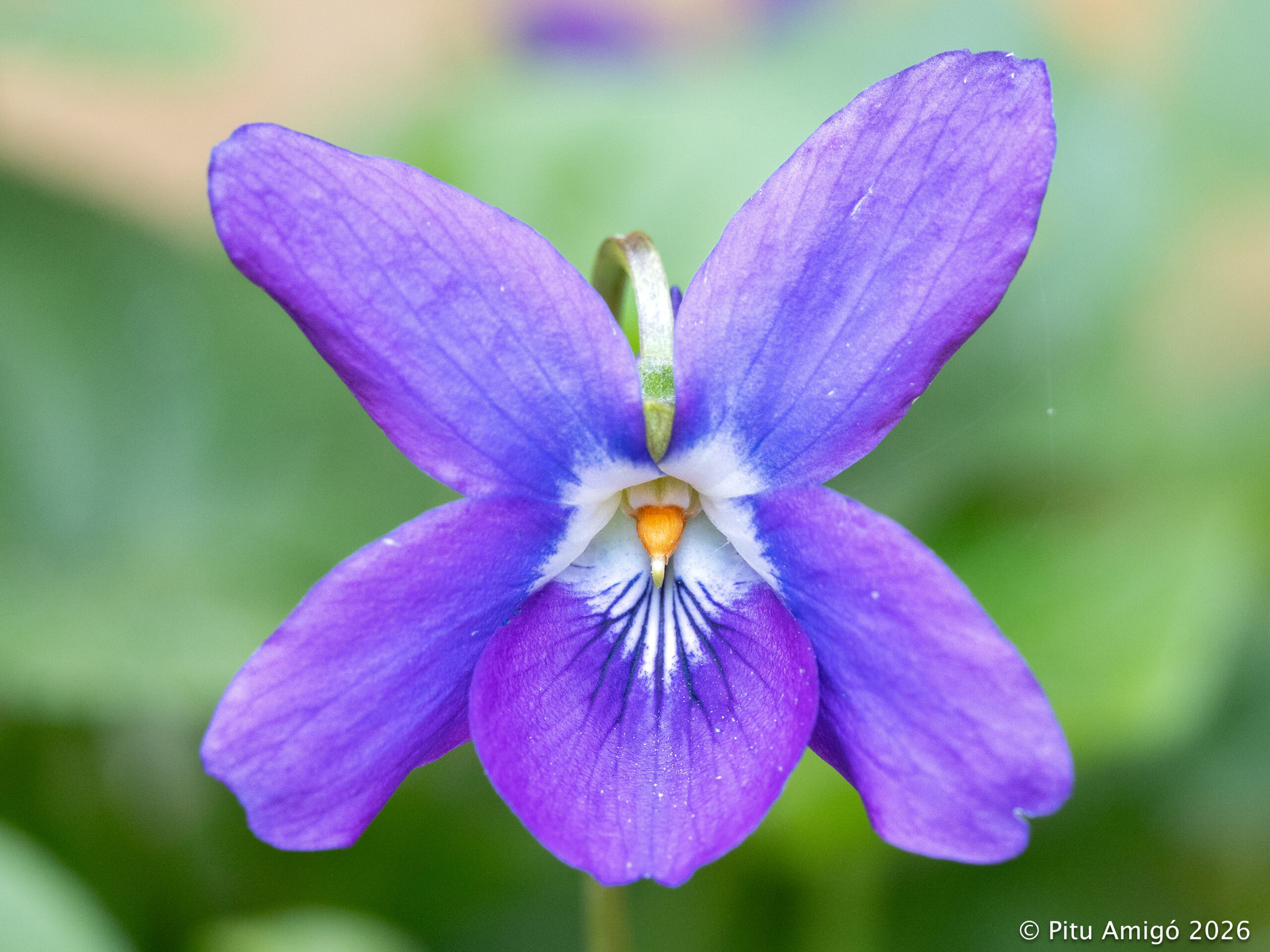 Violeta (Viola odorata). Natura Singular.