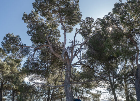 El pi del Pla d'en Llima (Pinus halepensis). l'Espluga de Francolí (Conca de Barberà). Arbres Singulars.