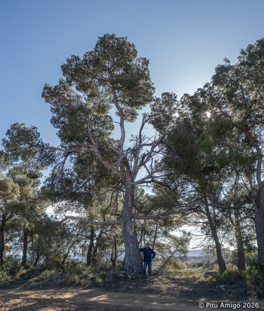 El pi del Pla d'en Llima (Pinus halepensis). l'Espluga de Francolí (Conca de Barberà). Arbres Singulars.