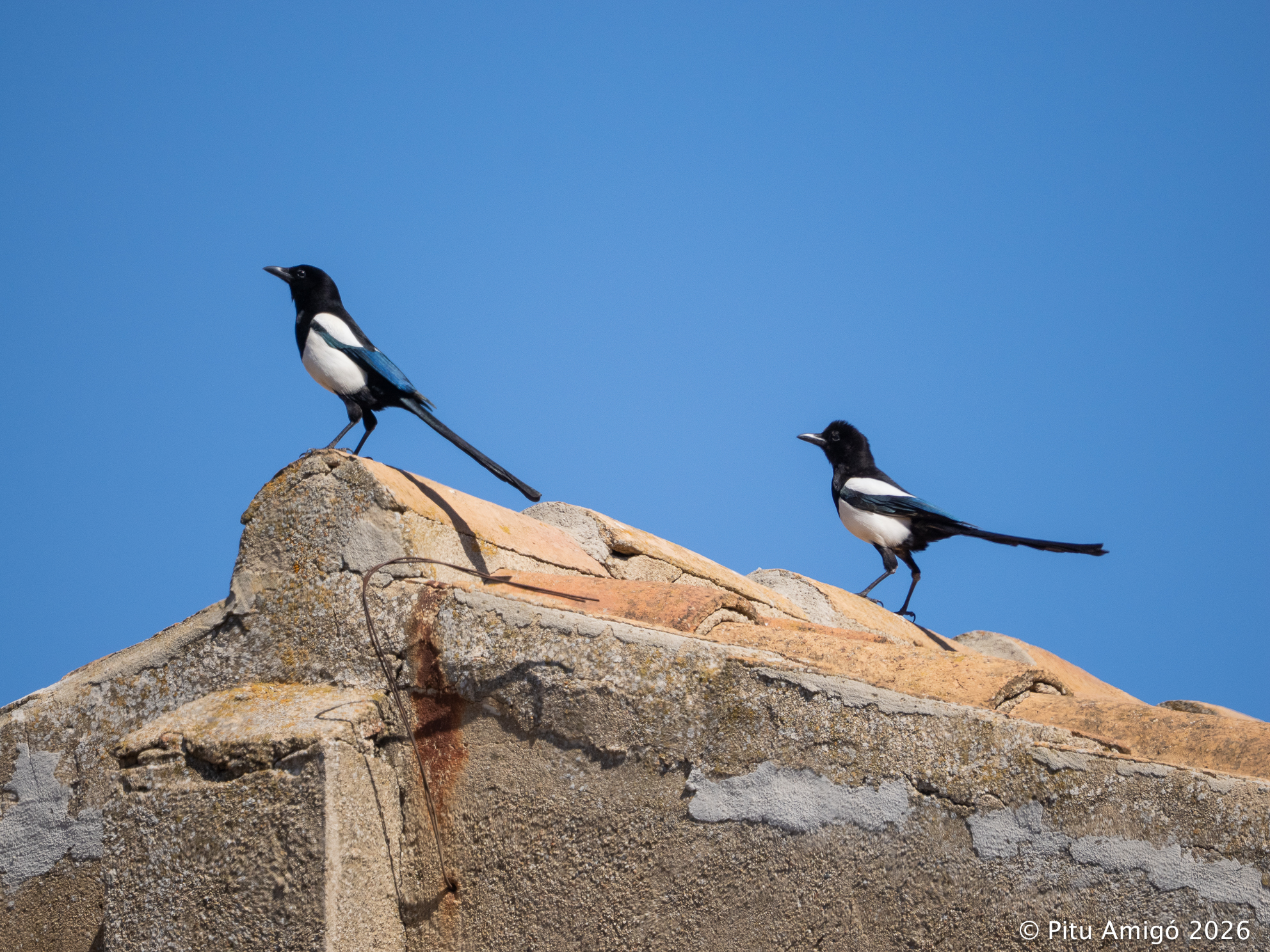 Garsa (Pica pica). Natura Singular