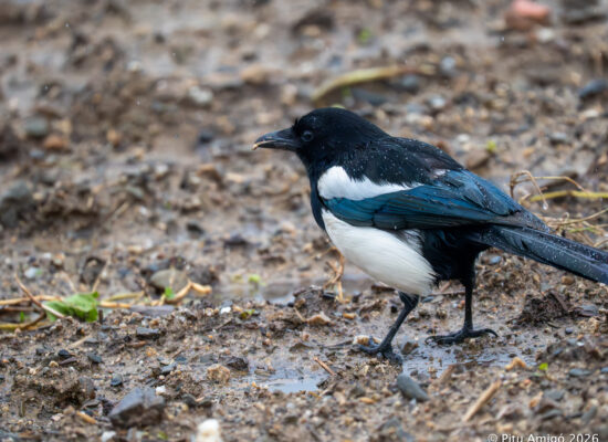 Garsa (Pica pica). Natura Singular